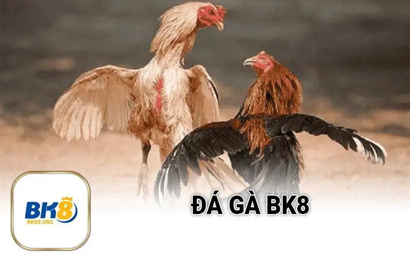 Đá gà BK8