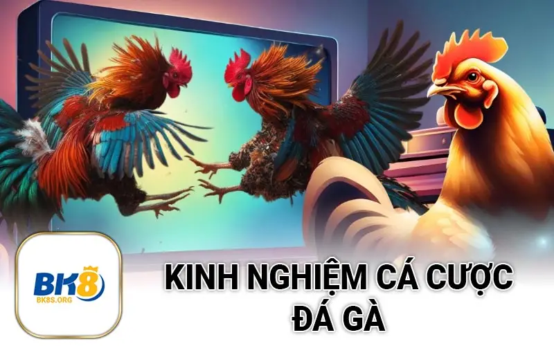 Kinh nghiệm cá cược đá gà